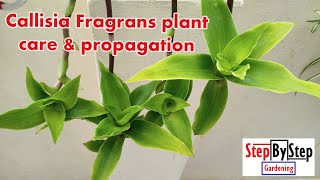 Callisia Fragrans or Basket plant care and propagationAll about Callisia [upl. by Aile]