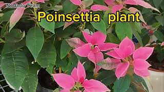 POINSETTIA PLANTS A CLASSIC HOLIDAY PLANTS  NODADO TEAM [upl. by Allesig]