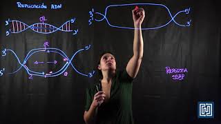 proceso de replicación del ADN [upl. by Gemoets]