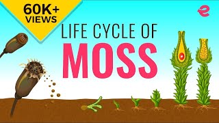 What is the Lifecycle of a Moss  Biology  Extraclasscom [upl. by Anital432]