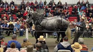 MidOhio Draft Horse Sale Fall 22’ [upl. by Reichert]