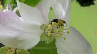 Im Reich der wilden Bienen  Doku  Deutsch [upl. by Carmena]