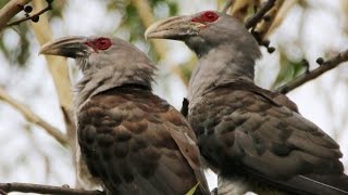 Pair of Channelbilled Cuckoos agitate Pied Currawongs [upl. by Kyte]