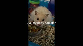 Bye my hamster 😭 emotional hamsters death [upl. by Antonio656]