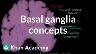 The basal ganglia  Concepts of the indirect pathway  NCLEXRN  Khan Academy [upl. by Howzell]