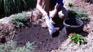 How to Plant Campsis Radicans Orange Trumpet Creeper [upl. by Korb]