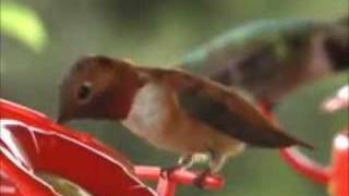 Colorado Hummingbirds Closeup [upl. by Zoa]