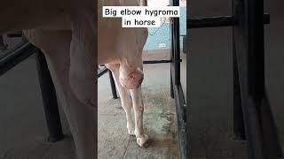 Elbow hygromaolecranon bursitis in a horse [upl. by Mastic70]