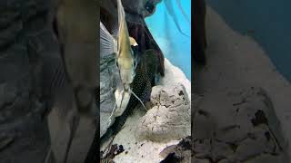 Lorenzo pleco L128 wild music beach love travel trending fish acuarium fishtank shortvideo [upl. by Christensen]