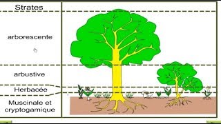 Sortie écologique  Techniques détude du milieu [upl. by Knut378]