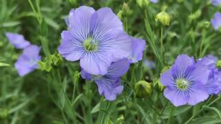 FLAX amp LINSEED [upl. by Nahgem]