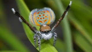 Peacock Spider 11 Maratus pardus [upl. by Engelbert69]