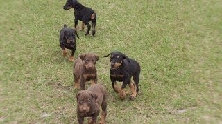 Doberman Pinscher Puppies Dogs For Sale In Jacksonville Florida FL 19Breeders Orlando [upl. by Keifer476]