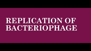 Virus Replication of Bacteriophage [upl. by Briant]