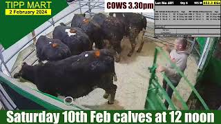 TIPPERARY TOWN MART 2 Feb 2024 cattle [upl. by Anilecram539]