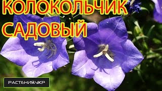 Колокольчик садовый  Ширококолокольчик  Платикодон из семян [upl. by Gennie]