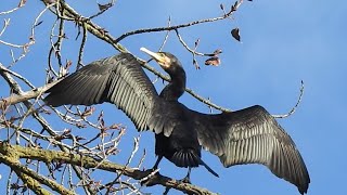 Il Cormorano un abile pescatore elegante [upl. by Asa]