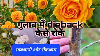 गुलाब में डाइबैक की बीमारी क्यों होती हैं और कैसे ठीक करें  How to Control Rose Dieback Desease [upl. by Nodgnal]