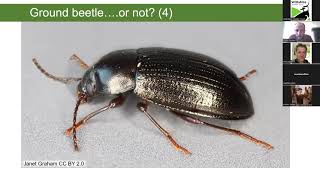 Ground Beetles An Online Webinar [upl. by Oirramed]