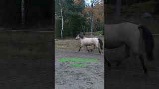 Fortfarande gasig i magen 🦄 motioneramera zayatsthebasjkir sweden horseshorts horse hästar 🫶 [upl. by Elisee]