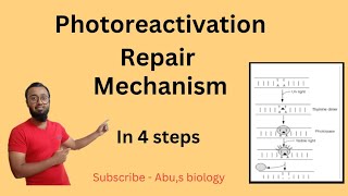 Photoreactivation repair mechanism in HindiDNA RepairMolecular biology [upl. by Macegan]