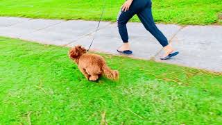 Cute cavapoo running [upl. by Kataway994]