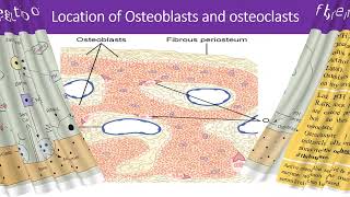 PHARMACOTHERAPY amp RECENT ADVANCES FOR TREATMENT OF OSTEOPOROSIS [upl. by Baiel]