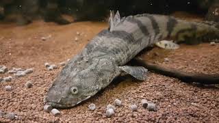 Bichir Polypterus Feeding Ornate Delhezi Ansorgii Weeksii Endlicheri quotTodziquot and more [upl. by Htinek]