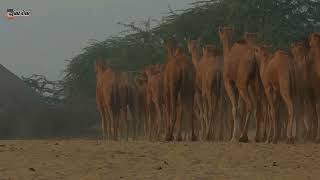 Long camels group on morning time wildlifeanimaltharwildlife camelwalk [upl. by Dlareg]