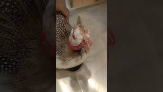 Coryza treatment in birds  Hen  Guineafowl  Pus in eye  eye infection  Dr Abdullah shorts [upl. by Ahsekyw]