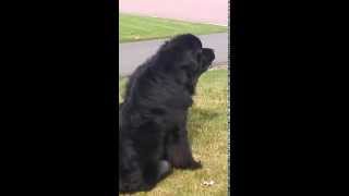 Newfie Dog Howling at Sirens [upl. by Zingale]