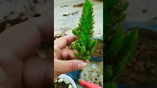 Easy way to grow cactus from cutting [upl. by Ravens]