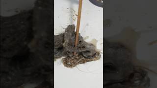 How to remove hair from bathtub and unclog your shower drain [upl. by Enaej173]