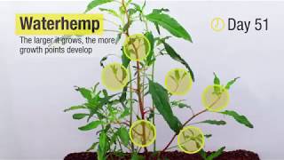 Soybean Herbicide Application Timing on Waterhemp [upl. by Euhc601]