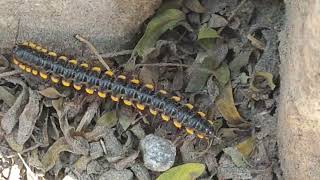 Millipede moves on Road side 🐛🛣️ Millipede millipedes centipede worms wormszone wormsgaming [upl. by Heindrick822]