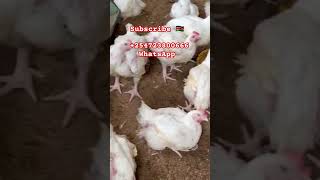 BROILER POULTRY FARMING IN KENYA AFRICA [upl. by Mccreery]