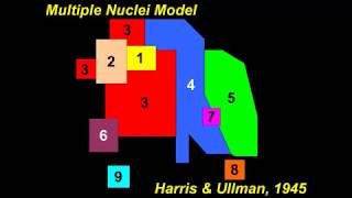 What is the Multiple Nuclei Model [upl. by Dustan]