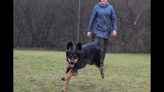 Charis RZV Hovawart Obedience Klasse 1 2805 quotvquot [upl. by Nadler]