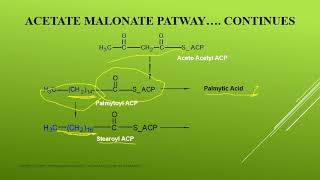 acetate malonate pathway [upl. by Halika]