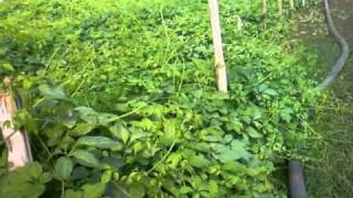 Jiaogulan in vietnam  internationalHerbFarm CoLtd [upl. by Ailisab656]