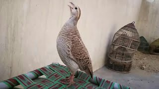 Top 5 Voice of Teetar Bird  Grey Francolin Teetar Ki Awaz  Partridge birds Recipe  Irani Teetar [upl. by Golding]