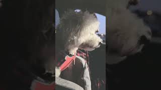 GMC Terrain DENALI SUV gmc vs nissanrogue blessed puppy happy gmcdenali gmcterrain suv yts [upl. by Etty]