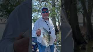 Reelfoot Lake Crappie Fishing in the Cypress Trees fishing crappie bigcrappie fish outdoors [upl. by Colet]