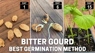 Germinate bitter melon seeds  Fast and easy [upl. by Satterlee]