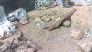 🐜 Arena Day 1459 1 Messor Barbarus Ant Farm Video Diary [upl. by Naes]