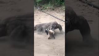 komodo goat short trending viral video [upl. by Hpotsirhc]