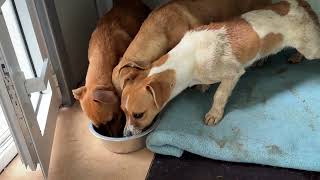 The 3 Abused Dogs Are Safe In My Shelter  Takis Shelter [upl. by Leonelle]