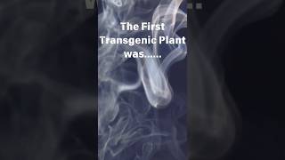 The First Transgenic Plant was👀shorts tobacco shortsfeed 🔥🚬🚭 [upl. by Ryann21]