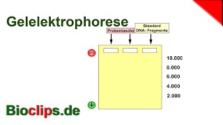 Gelelektrophorese [upl. by Nelad927]