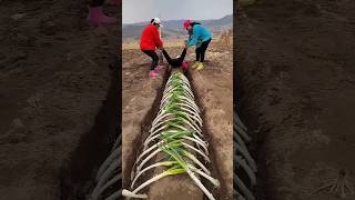 Amazing Farming Tools for Rural Farmer  Essential Agricultural Tool satisfying shorts [upl. by Dolores72]